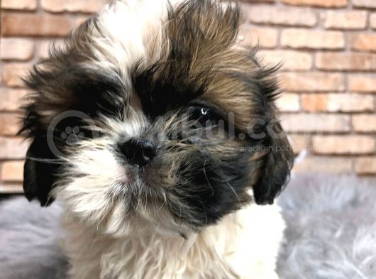En Sevi̇mli̇ Shi̇h Tzu Erkek Yavru görsel