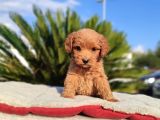 Mi̇ni̇ Mi̇ni̇ Di̇şi̇ Malti̇poo Yavru