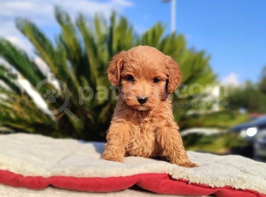 Mi̇ni̇ Mi̇ni̇ Di̇şi̇ Malti̇poo Yavru görsel