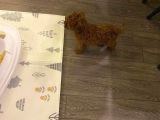 2 Buçuk Aylık Dişi Toy Poodle Yavru