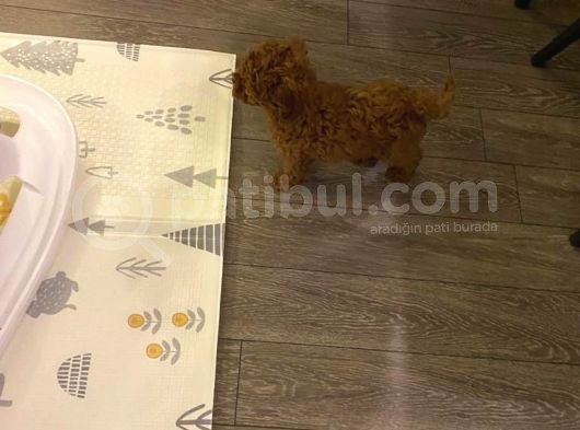 2 Buçuk Aylık Dişi Toy Poodle Yavru görsel