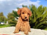 MİNİ MİNİ DİŞİ MALTİPOO YAVRU