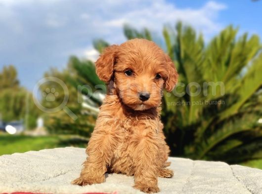 Mi̇ni̇ Mi̇ni̇ Di̇şi̇ Malti̇poo Yavru