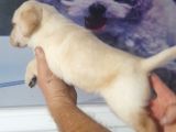 Labrador Retriever  Bebekler