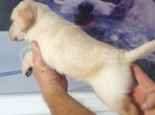 Labrador Retriever  Bebekler görsel