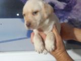 Labrador Retriever  Bebekler