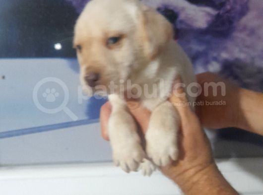 Labrador Retriever  Bebekler görsel