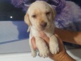 Labrador Retriever  Bebekler