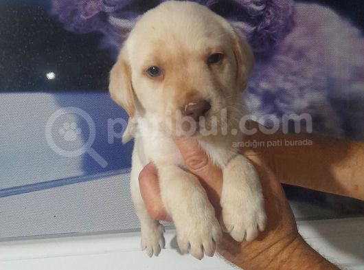 Labrador Retriever  Bebekler görsel