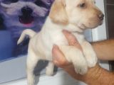 Labrador Retriever  Bebekler