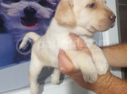 Labrador Retriever  Bebekler görsel