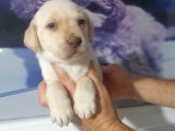 Labrador retriever  bebekler