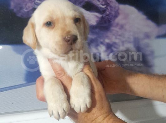 Labrador Retriever  Bebekler