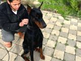 Erkek Doberman Yavrularımız Üst Kalite