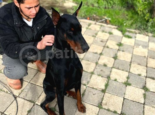 Erkek Doberman Yavrularımız Üst Kalite görsel