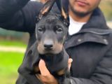 erkek doberman Yavrularımız üst kalite
