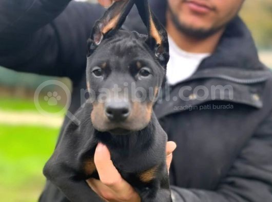 Erkek Doberman Yavrularımız Üst Kalite