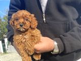 Gerçek Red Brown Malti̇poo Bebeği̇mi̇z