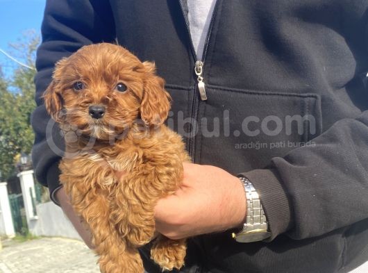 Gerçek Red Brown Malti̇poo Bebeği̇mi̇z görsel