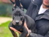 Erkek Doberman Yavrularımız Üst Kalite