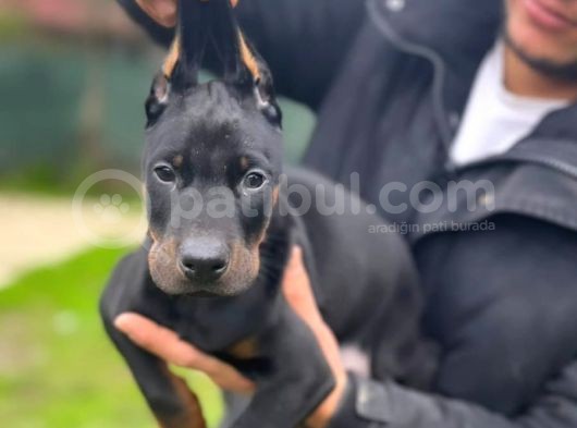 Erkek Doberman Yavrularımız Üst Kalite görsel