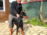 Erkek Doberman Yavrularımız Üst Kalite