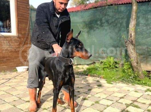 Erkek Doberman Yavrularımız Üst Kalite görsel