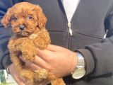 GERÇEK RED BROWN MALTİPOO BEBEĞİMİZ
