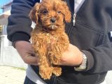 Gerçek Red Brown Malti̇poo Bebeği̇mi̇z