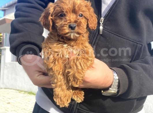 Gerçek Red Brown Malti̇poo Bebeği̇mi̇z görsel