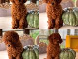 İstanbul Toy Poodle