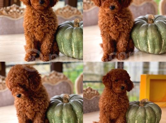 İstanbul Toy Poodle