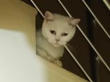 Güzel prenses