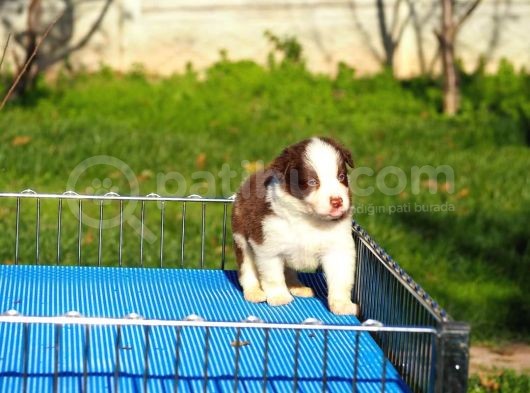 Border Collie Bebekler görsel