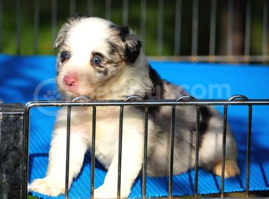 Border Collie Bebekler