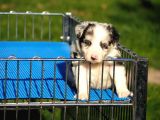 Border Collie Bebekler