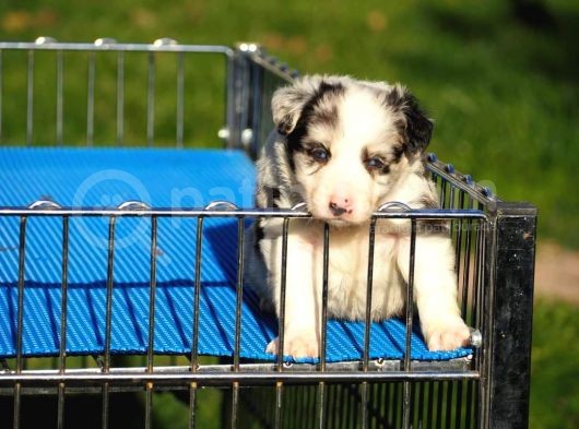 Border Collie Bebekler görsel