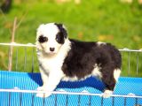 Border Collie Bebekler