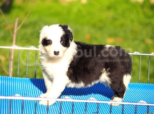 Border Collie Bebekler görsel