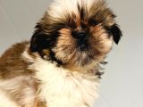 Burunsuz Sevimli Shihtzu Yavrularım