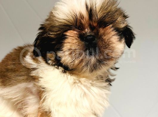 Burunsuz Sevimli Shihtzu Yavrularım