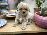 Poodle Tadında Sıfır Boy Maltipolarım