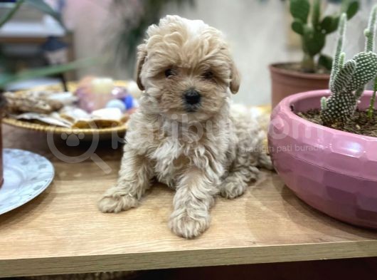 Poodle Tadında Sıfır Boy Maltipolarım görsel