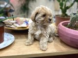 Poodle Tadında Sıfır Boy Maltipolarım