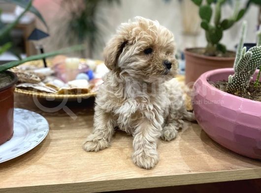 Poodle Tadında Sıfır Boy Maltipolarım