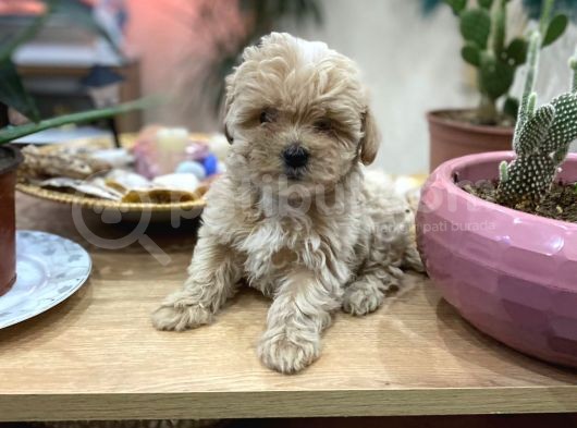 Poodle Tadında Sıfır Boy Maltipolarım görsel