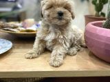 Poodle Tadında Sıfır Boy Maltipolarım