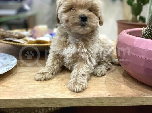 Poodle Tadında Sıfır Boy Maltipolarım görsel