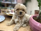 Poodle Tadında Sıfır Boy Maltipolarım