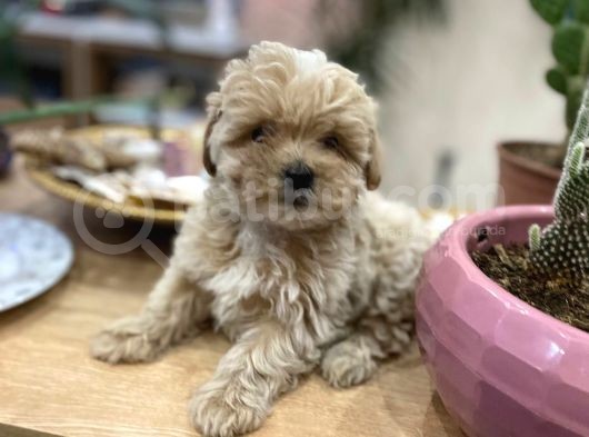 Poodle Tadında Sıfır Boy Maltipolarım görsel